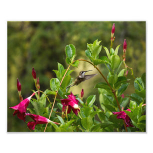 Hummingbird und Mandevilla Fotodruck