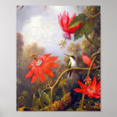 Hummingbird und Passiflora von Martin Johnson Head Poster (Vorne)