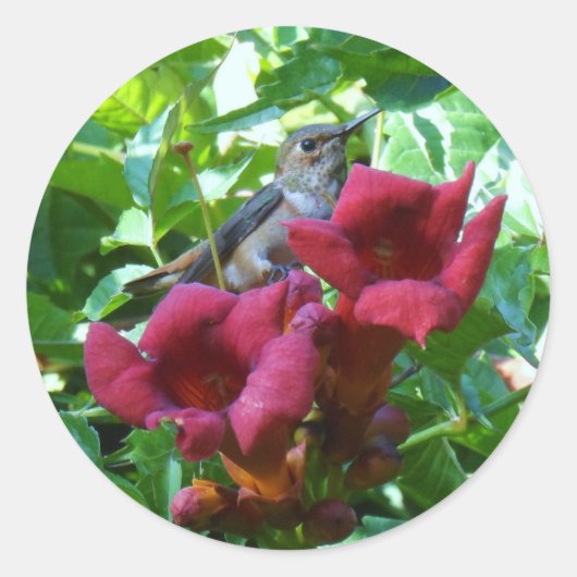 Hummingbird und Red Trumpet Blume Runder Aufkleber (Vorderseite)