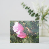 Hummingbird und Rose Sharon Postkarte (Stehend Vorderseite)