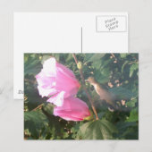Hummingbird und Rose Sharon Postkarte (Vorne/Hinten)