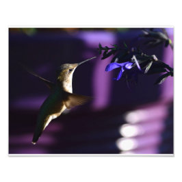 Hummingbird und Salvia Black & Blue Fotodruck