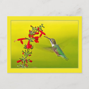 Hummingbird und Salvia Postkarte