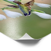 Hummingbird und Summer Hyacinth Fotodruck (Ecke)