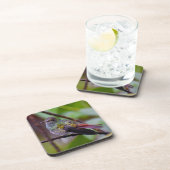 Hummingbird Untersetzer Original Foto Costa Rica (Rechte Seite)