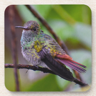 Hummingbird Untersetzer Original Foto Costa Rica