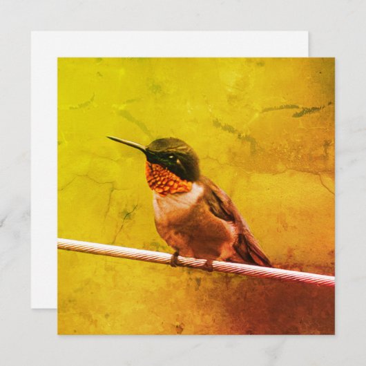 Hummingbird Vielen Dank (Vorne/Hinten)