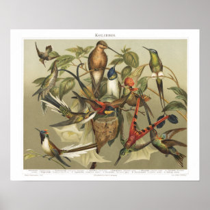 Hummingbird Vintag Bird 1800s Print Poster