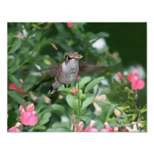 Hummingbird vor einer Blume Fotodruck