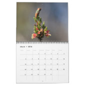 Hummingbird Wall Calendar Kalender (Mär 2016)