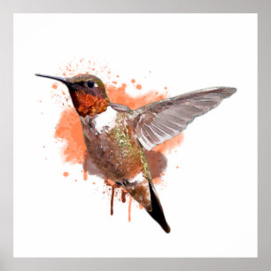 Hummingbird Wasserfarbenmalerei Poster