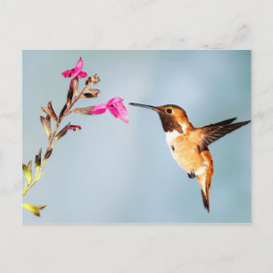 Hummingbird Wild in Nature Postkarte