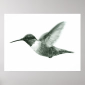 Hummingbird Zeichnend Poster (Vorne)