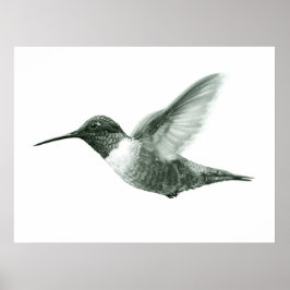 Hummingbird Zeichnend Poster
