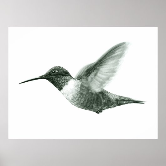 Hummingbird Zeichnend Poster (Vorne)