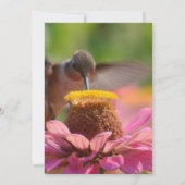 Hummingbird Zinnia Blume Romantische Hochzeit Einladung (Rückseite)