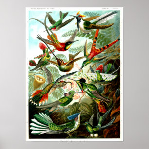 Hummingbirds 1904 by Ernst Haeckel. Poster