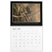 Hummingbirds 2026 Monthly Calendar By Tom Minutolo Kalender (Mär 2026)