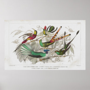 Hummingbirds Antique Lithograph print Poster