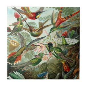 Hummingbirds by Ernst Haeckel, Vintage Vogelbäume Fliese