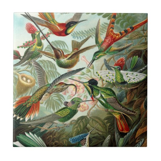 Hummingbirds by Ernst Haeckel, Vintage Vogelbäume Fliese (Vorderseite)