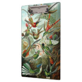 Hummingbirds by Ernst Haeckel, Vintage Vogelbäume Klemmbrett (Links)