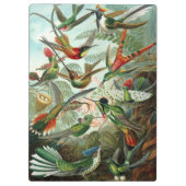 Hummingbirds by Ernst Haeckel, Vintage Vogelbäume Klemmbrett (Rückseite)