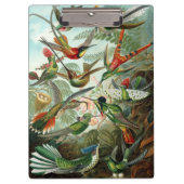 Hummingbirds by Ernst Haeckel, Vintage Vogelbäume Klemmbrett (Vorderseite)