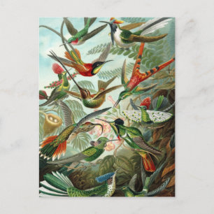 Hummingbirds by Ernst Haeckel, Vintage Vogelbäume Postkarte