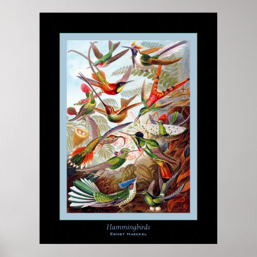 Hummingbirds ~ Ernst Haeckel Poster (Vorne)