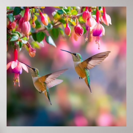 Hummingbirds Fuchsia Flowers Iridescent Dance Poster (Vorne)