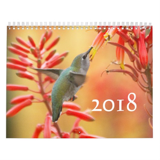 Hummingbirds Galor Kalender (Titelbild)