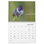 Hummingbirds Galor Kalender (Jan 2027)