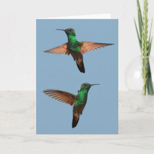 Hummingbirds-Karte Karte