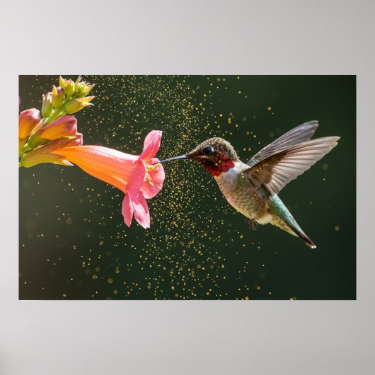 Hummingbird's Nectar Glow Poster (Vorne)