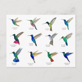 Hummingbirds  Postcard Postkarte