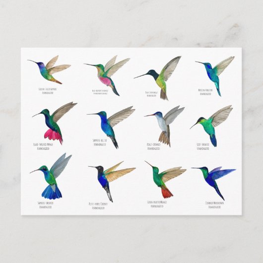 Hummingbirds  Postcard Postkarte (Vorderseite)
