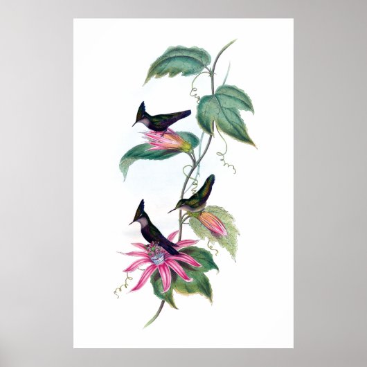 Hummingbirds Poster (Vorne)