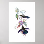 Hummingbirds Poster (Vorne)