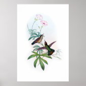 Hummingbirds Poster (Vorne)