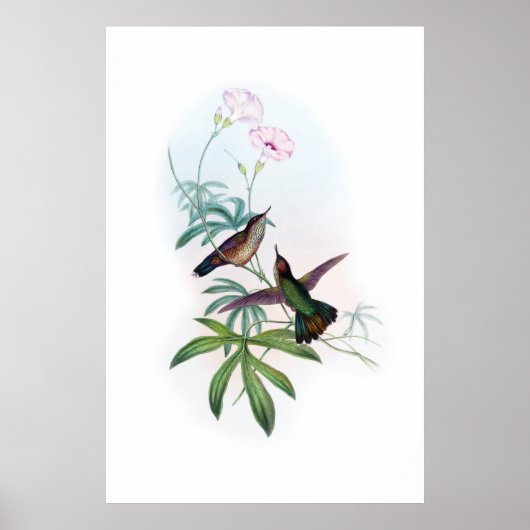 Hummingbirds Poster (Vorne)