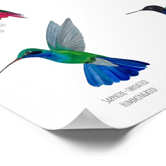 Hummingbirds  poster (Ecke)