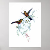 Hummingbirds Poster (Vorne)