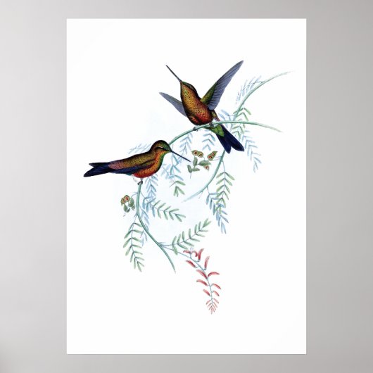 Hummingbirds Poster (Vorne)