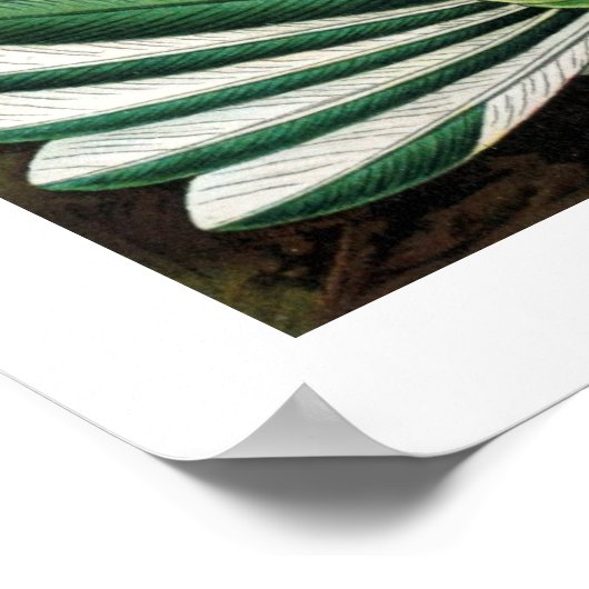 Hummingbirds Poster (Ecke)