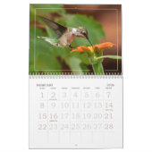Hummingbirds Tiny Bird Big Attitude Calendar Kalender (Feb 2026)
