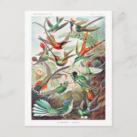 Hummingbirds Trochilidae Kolibris von Ernst Haecke Postkarte (Vorderseite)