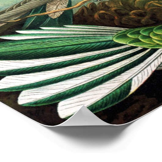 Hummingbirds von Ernst Haeckel Poster (Ecke)