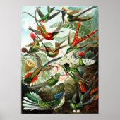 Hummingbirds von Ernst Haeckel Poster (Vorne)