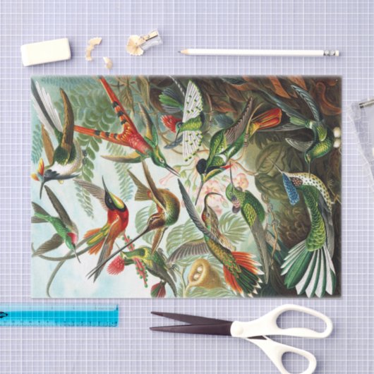 Hummingbirds von Ernst Haeckel Seidenpapier (Handwerk)